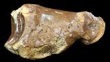Ice Age Bison Metatarsal (Toe Bone) - North Sea Deposits #43136-1